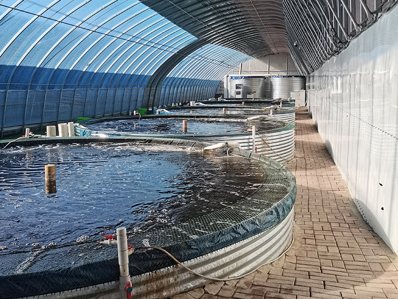 鲈魚養殖
